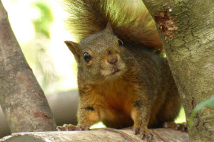 Red Tailed Squirrel