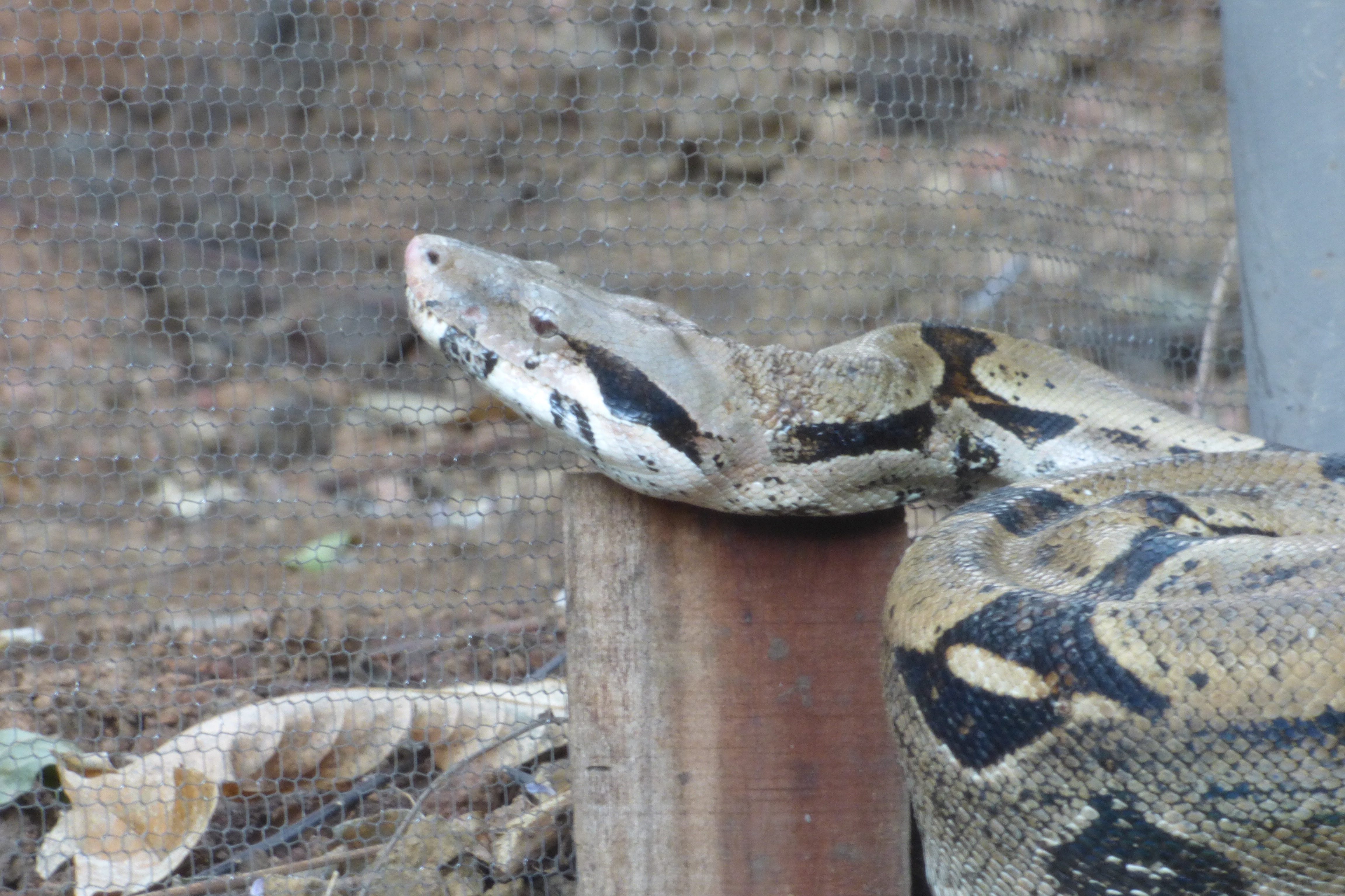 Boa constrictor4608 x 3072