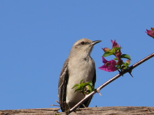 Tropical mockingbird